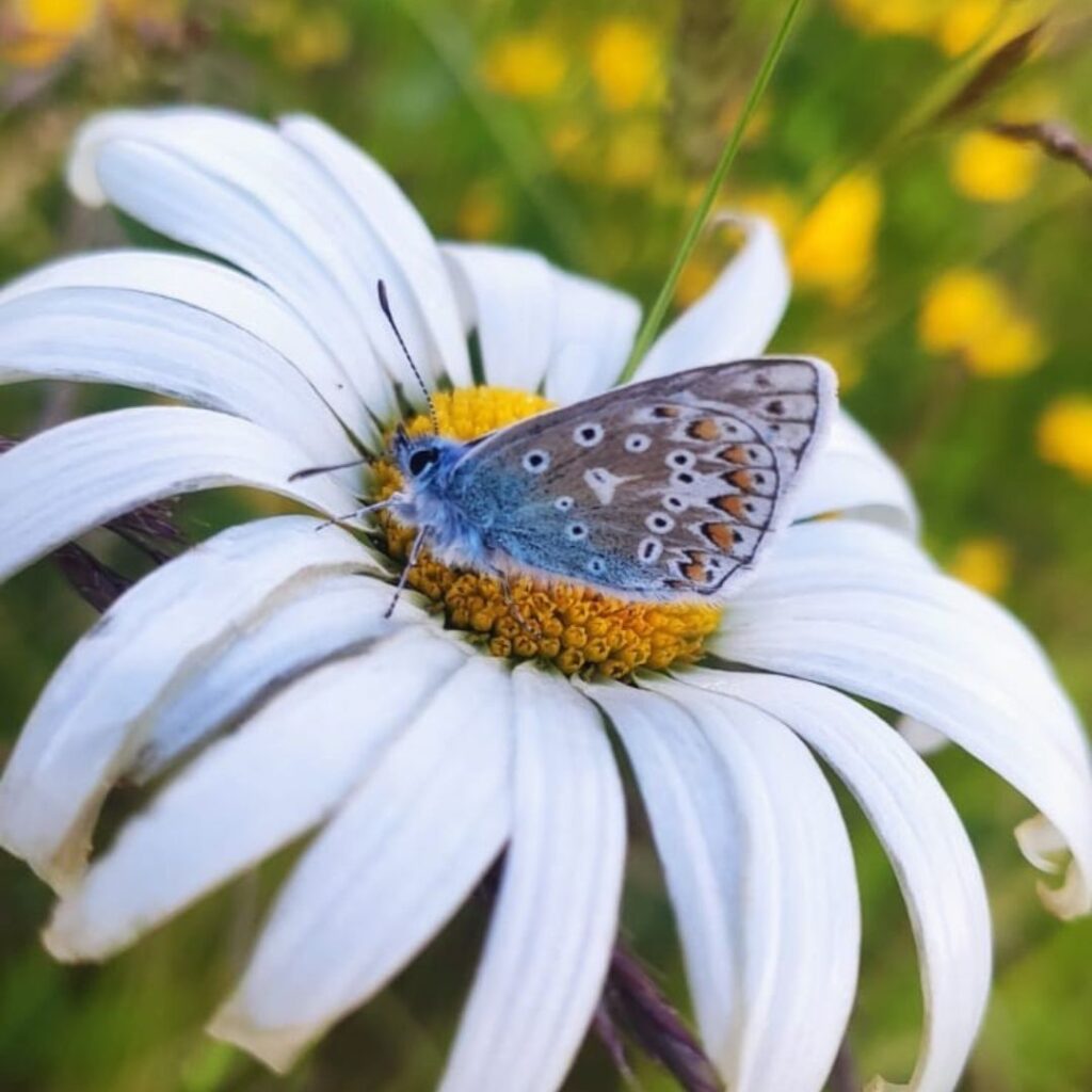 Common Blue Butterfly perched on a flower in Elston farms meadow. 